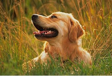 系列射击新作《东方兽王园》上架Steam DEMO发布